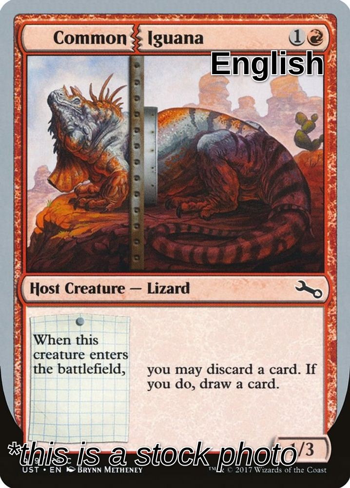 Common Iguana