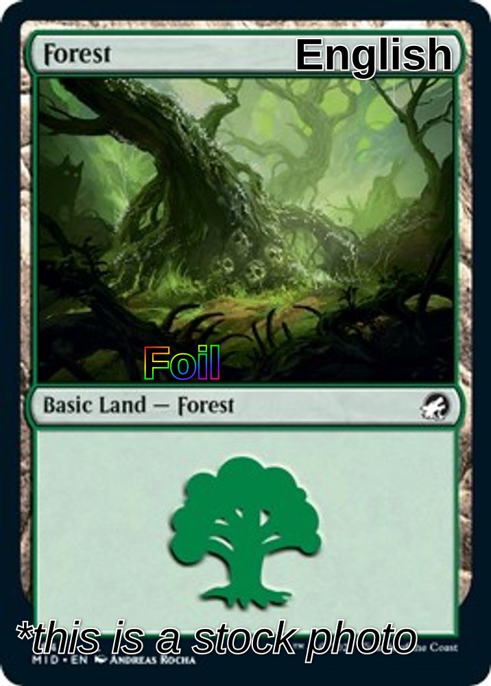 Forest (384)
