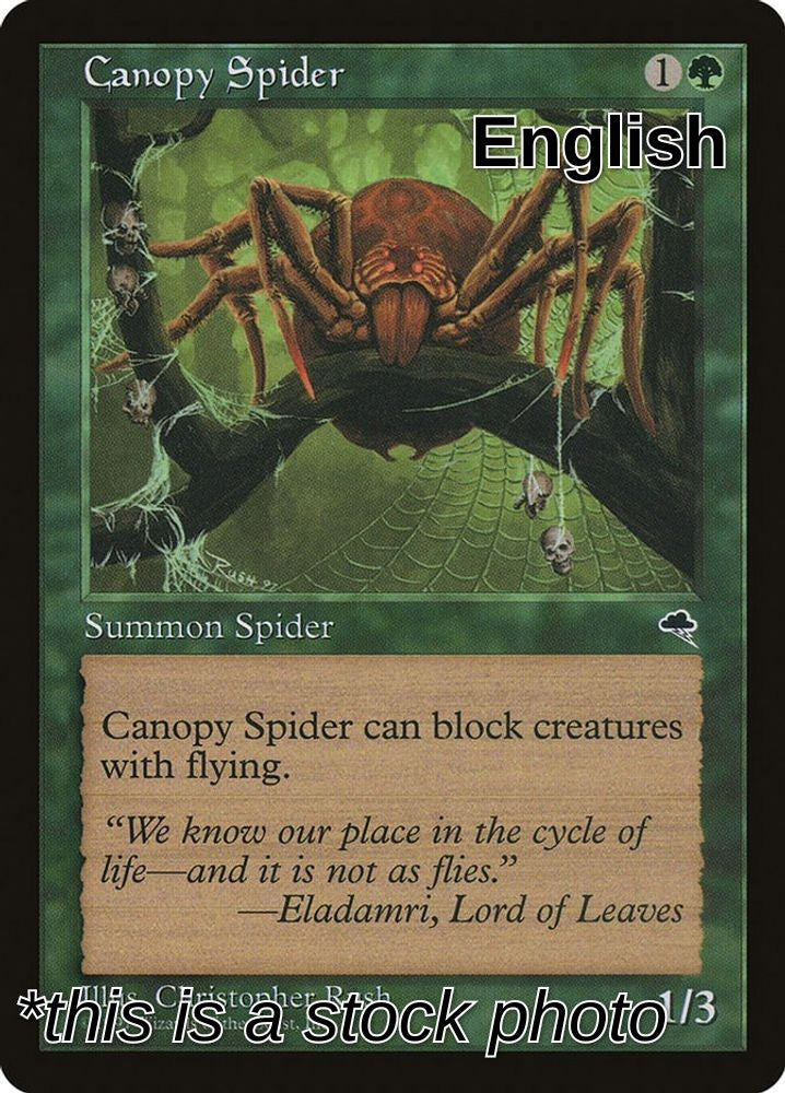 Canopy Spider