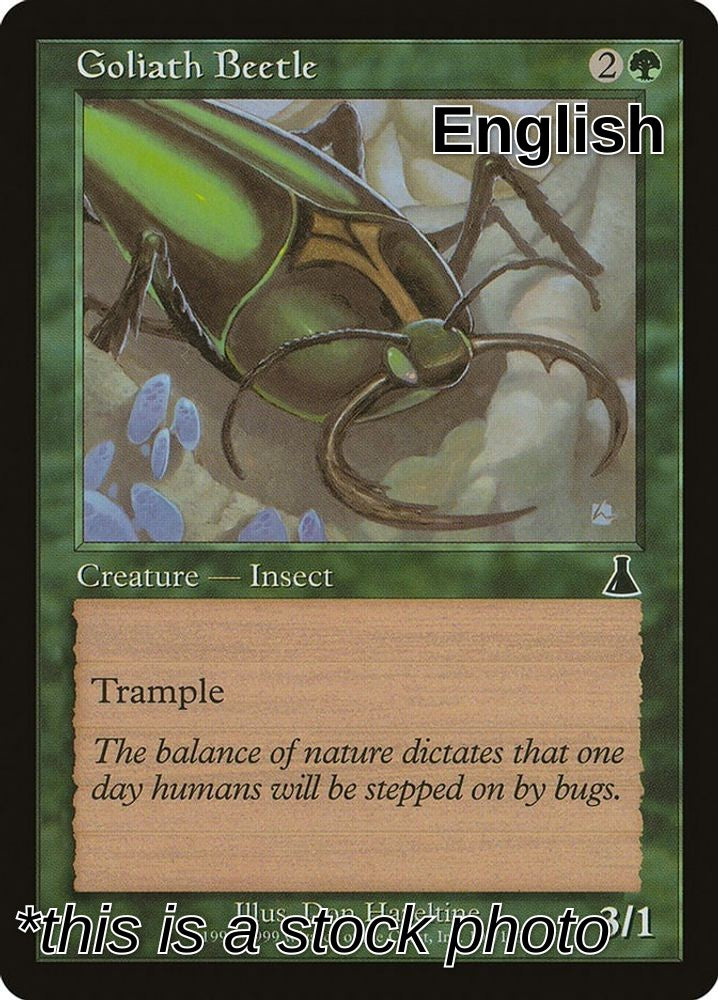 Goliath Beetle