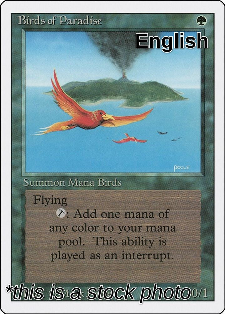 Birds of Paradise