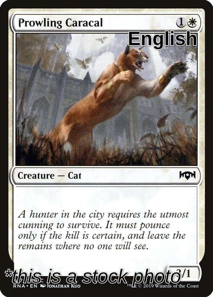 Prowling Caracal