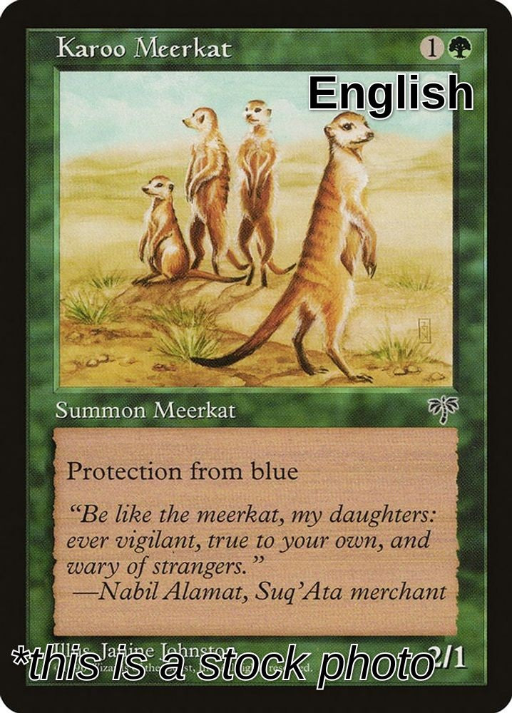 Karoo Meerkat