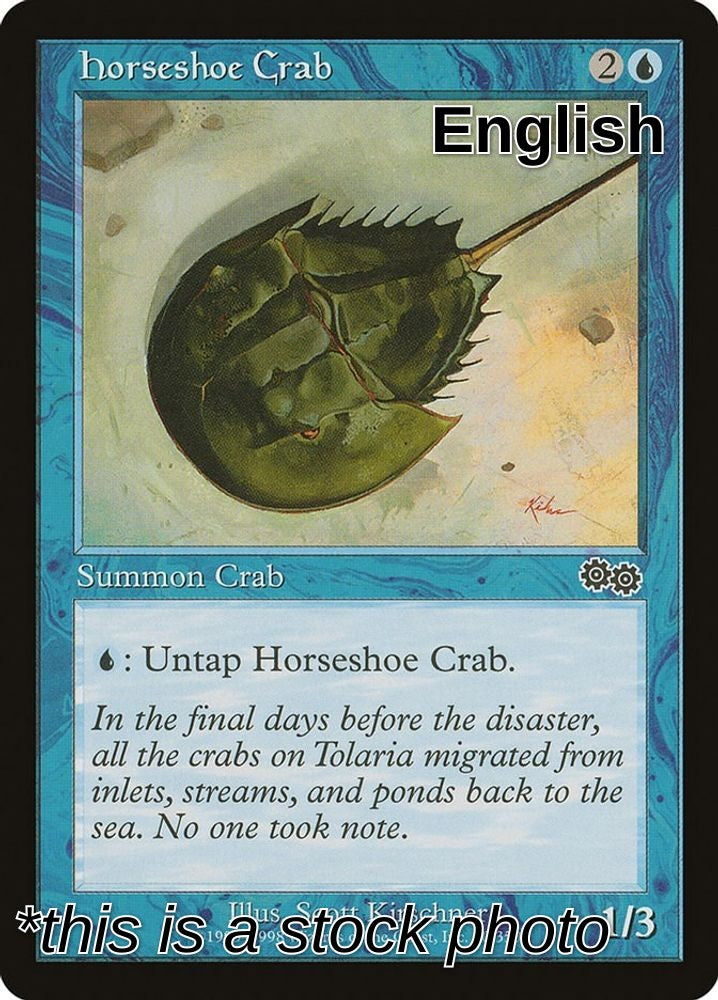 Horseshoe Crab