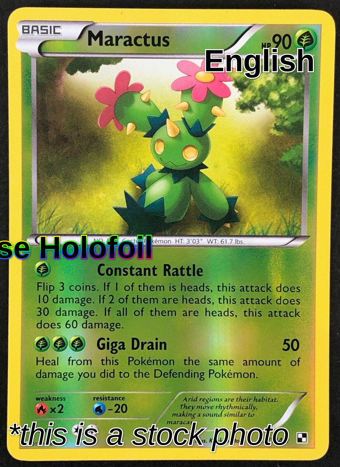 Maractus (12)