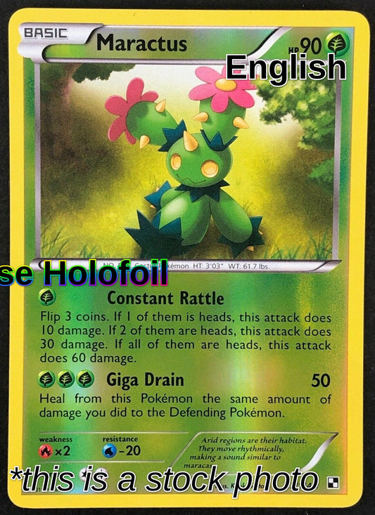 Maractus (12)